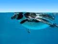 Marineland 053 * 640 x 480 * (43KB)